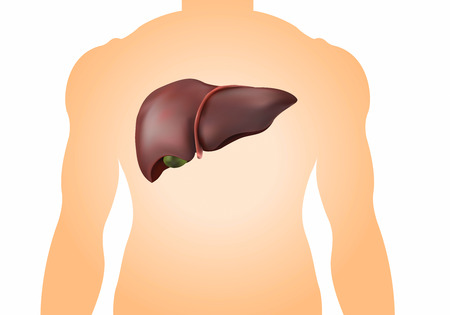 Human liver image is realistic, healthy and complete.の写真素材