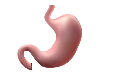 Human healthy stomach. Internal digestion organ.  design background vector medicine illustration.Stomach ulcer - high degree of detailの写真素材