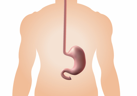 Human healthy stomach. Internal digestion organ.  design background vector medicine illustration.Stomach ulcer - high degree of detailの写真素材