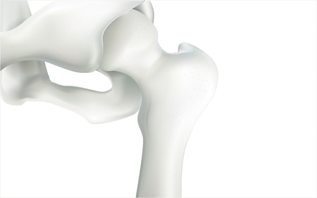 Thigh bone and human sphincter. On a white background - 3D rendering can be word or word paste.の写真素材