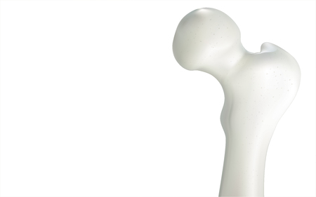 Thigh bone and human sphincter. On a white background - 3D rendering can be word or word paste.の写真素材