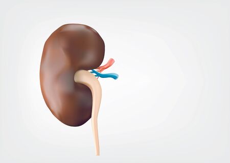 Human kidneys on a white background, smooth and clean. Used in science at illustrationsの写真素材