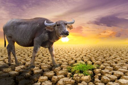 The concept of natural drought of the environment on Earth: causes animals (buffalo) lacking food,...