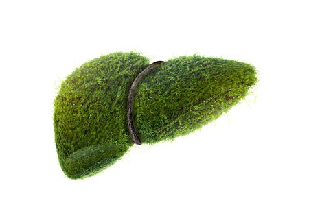 Realistic liver images are human in green tree shapes about diseases and cirrhosisの写真素材