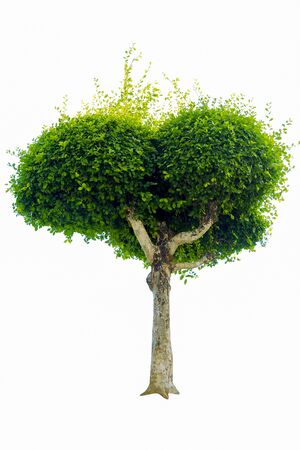 Bonsai tree, green leaves, isolated on a white background Natural objects