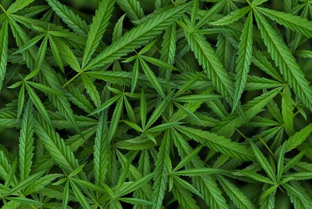 Marijuana leaf illustrations on cannabis Dark background, beautiful background, top corner pictureの写真素材