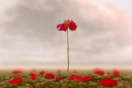 A romantic rose on the land of love that is made as a symbol of love and freedom.の写真素材
