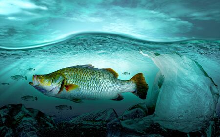 Plastic pollution in marine environmental problems Animals in the sea cannot live. And cause plastic pollution in the ocean, Environmental conceptの写真素材