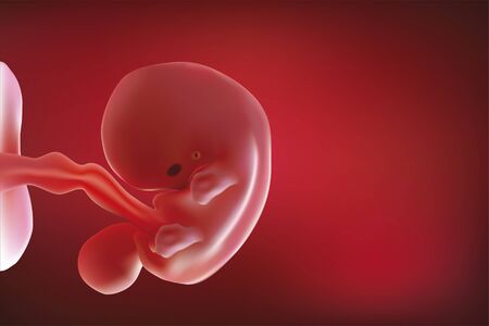 Fetus & Baby in mother's womb Fetus &As illustrated with red tonesの写真素材