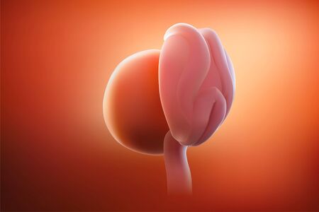 The image of the embryo or the egg in the mother's womb has a reddish tint. 3D illustration