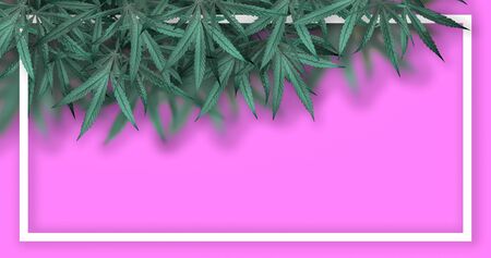 Marijuana leaf illustrations on cannabis Dark background, beautiful background, top corner pictureの写真素材