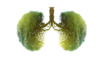 Lung green tree-shaped images, medical concepts, autopsy, 3D display and animals as an elementの写真素材