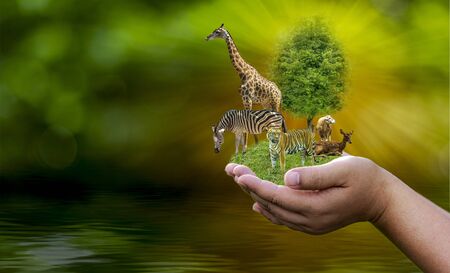 Wildlife Conservation Day Wild animals to the home. Or wildlife protectionの写真素材