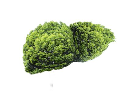 Realistic liver images are human green tree shapes about diseases and cirrhosis (environment).の写真素材