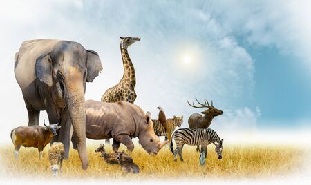 African safari and Asian animals in the theme illustration, filled with many animals, a white border imageの写真素材