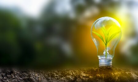Renewable energy concept Earth Day or environment protection Hands protect forests that grow on the ground and help save the world.の写真素材