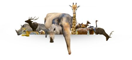Wildlife Conservation Day Wild animals to the home. Or wildlife protectionの写真素材