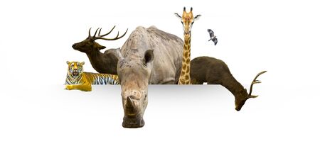 Wildlife Conservation Day Wild animals to the home. Or wildlife protection