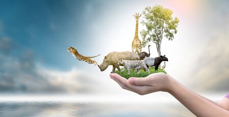 Wildlife Conservation Day Wild animals to the home. Or wildlife protectionの写真素材