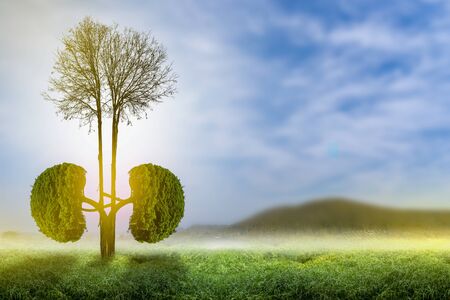 Trees (kidneys), 3D environmental and medical concepts