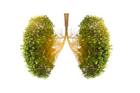 Illustration of lung tree  isolated on whiteの写真素材