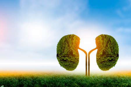 Trees (kidneys), 3D environmental and medical conceptsの写真素材