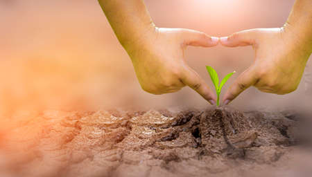 The concept of environmental restoration The growth of seedlings on cracked soil, cracked soil in the dry season affected by global warming causes climate change, water shortages.の写真素材