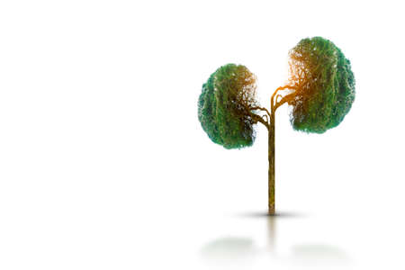 Trees (kidneys), 3D environmental and medical conceptsの写真素材