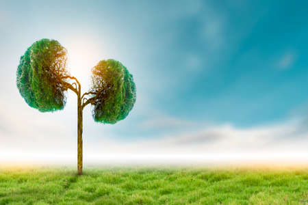 Trees (kidneys), 3D environmental and medical conceptsの写真素材