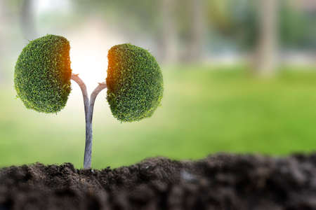 Trees (kidneys), 3D environmental and medical conceptsの写真素材
