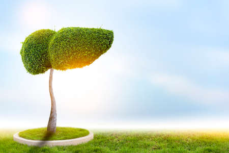 Realistic liver images are human green tree shapes about diseases and cirrhosis (environment).の写真素材