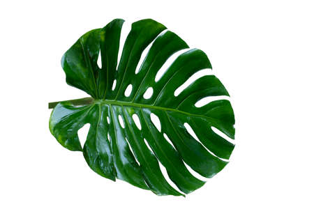 The green monstera leaves in the tropical forest are separate Swiss Cheese Plant on a white background.の写真素材