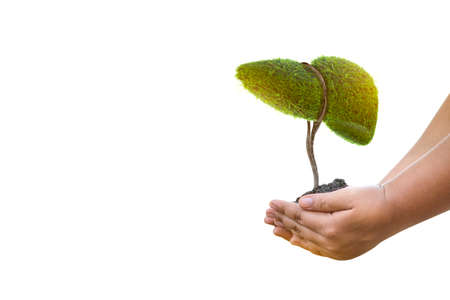 Realistic liver images are human green tree shapes about diseases and cirrhosis (environment).