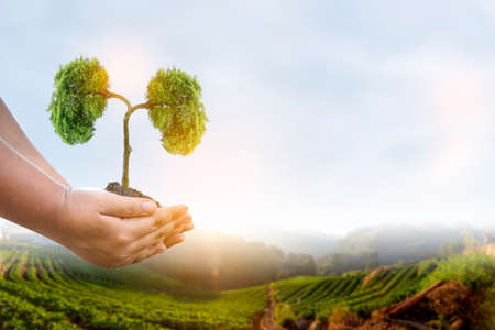 Trees (kidneys), 3D environmental and medical conceptsの写真素材