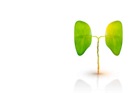Illustration of lung tree (Environment and Medicine)の写真素材