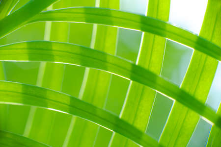 Abstract Beautiful tropical green foliage focuses only on the leaf edges and dumb curves.
