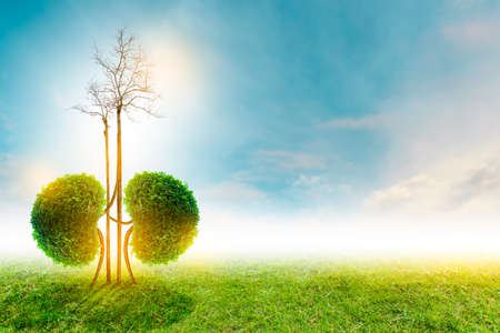 Trees (kidneys), 3D environmental and medical conceptsの写真素材