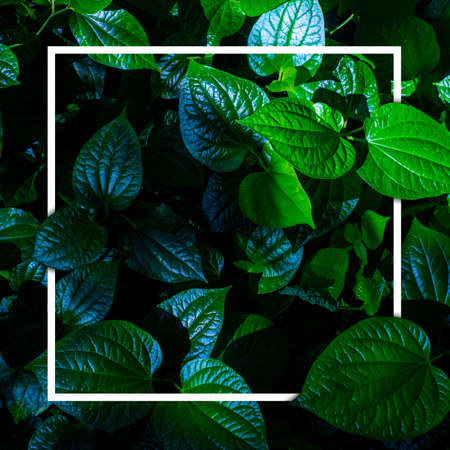 White frame on green leaf background, text can be written, natural lush green leaves of leaf texture background.の写真素材
