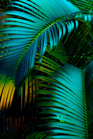 The natural background of palm leaves in a tropical forest.の写真素材