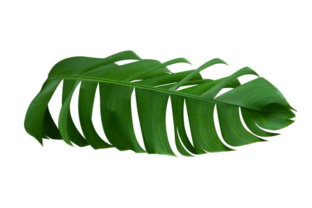 Banana leaf or whole green fresh banana leaf isolated on white backgroundの写真素材