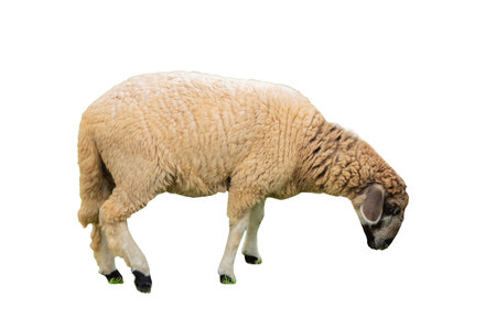 Side view of sheep isolated on background GNGの写真素材