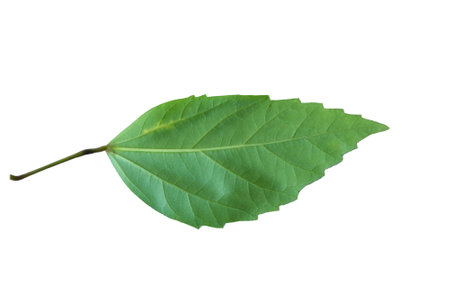 Green leaf isolated on white background. Clipping path included for easy isolation.の写真素材