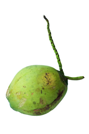 Coconut isolated on white background. Clipping path included.の写真素材