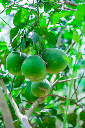 Green pomelo hanging on a branch Fruits with a sweet and sour tasteの写真素材