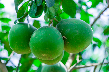 Green pomelo hanging on a branch Fruits with a sweet and sour tasteの写真素材