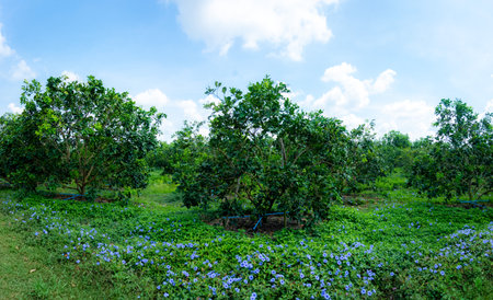 Green pomelo hanging on a branch Fruits with a sweet and sour tasteの写真素材