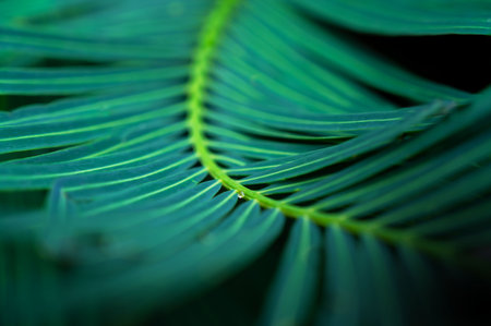 The natural background of palm leaves in a tropical forest.の写真素材