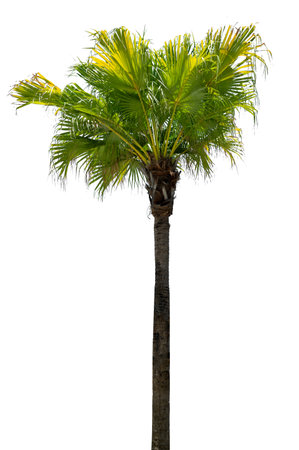 Coconut tree white backgroundの写真素材