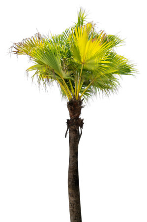 Coconut tree white backgroundの写真素材