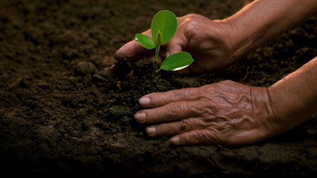Planting trees, loving the environment and protecting nature Nourishing the plants World Environment Day To help the world look beautifulの写真素材